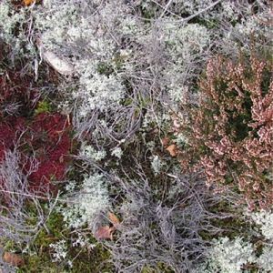 Fursaxa - Mycorrhizae Realm (CD)